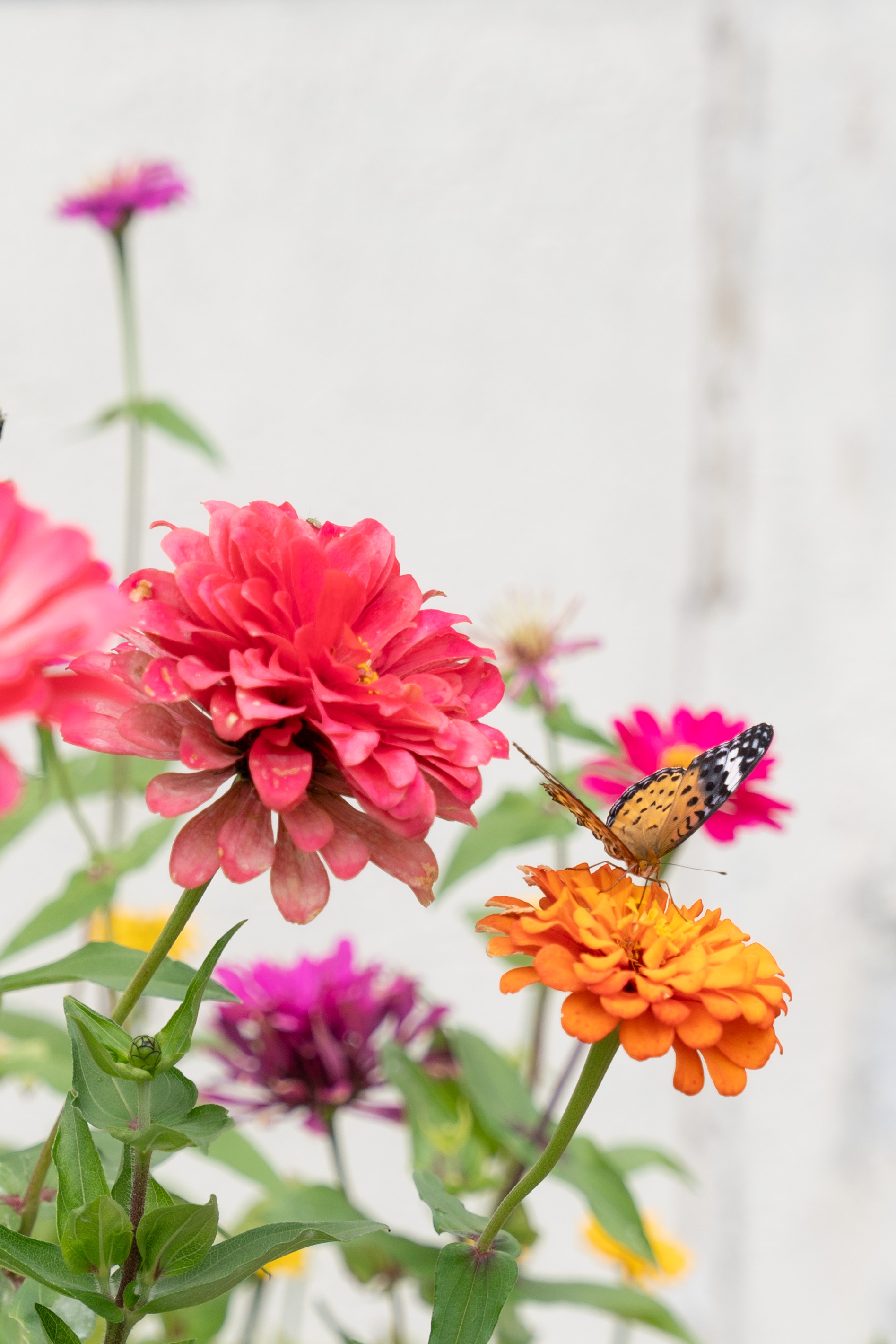 LSS07188-2.JPG