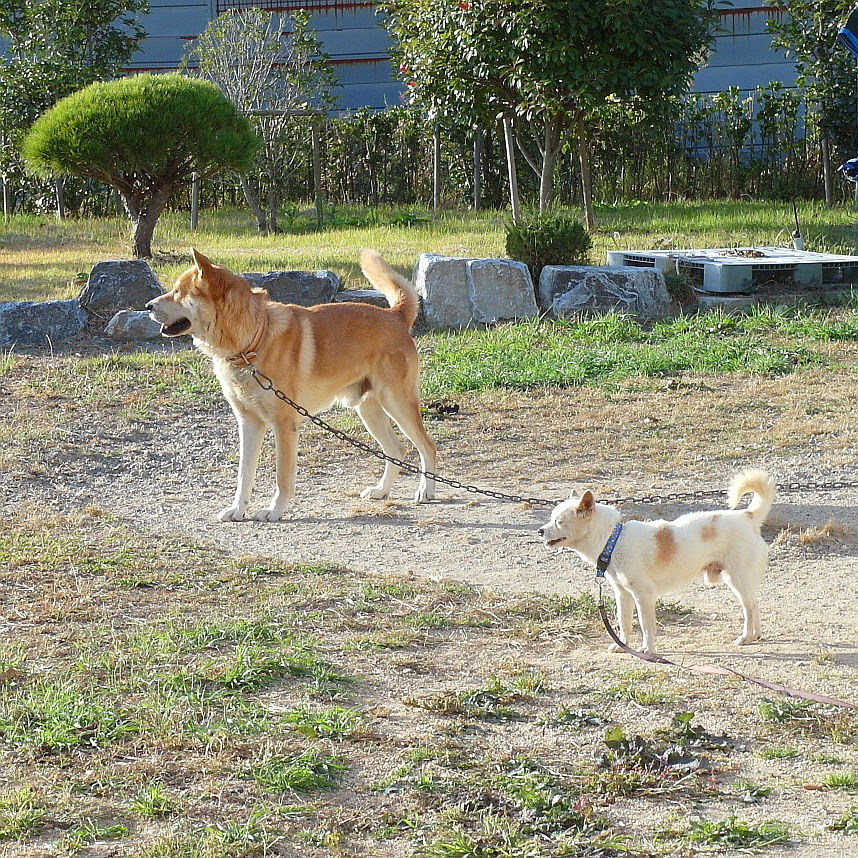 사니와 해피.JPG