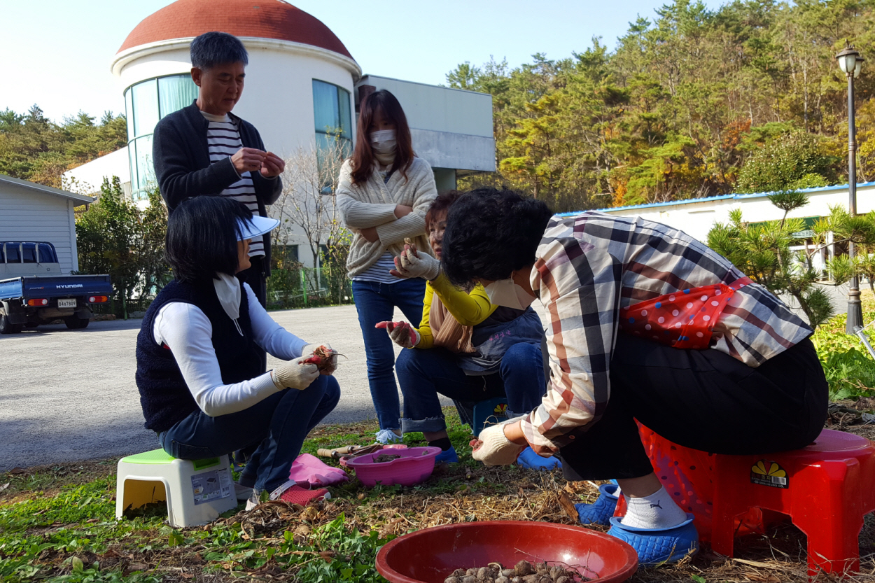 길천성당토란 04.jpg