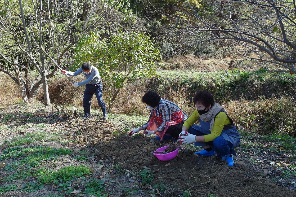 길천성당토란 09.jpg