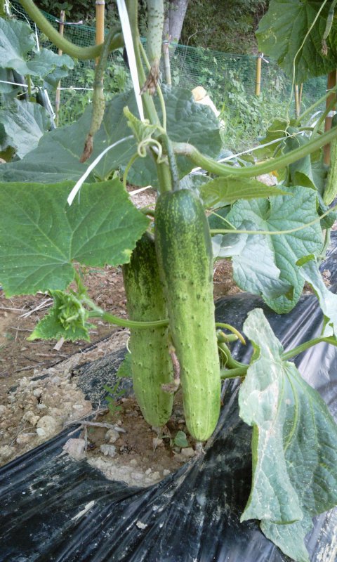2012-06-21_18_58_50.jpg