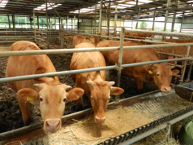 inbo_sg_cow_2_01.jpg