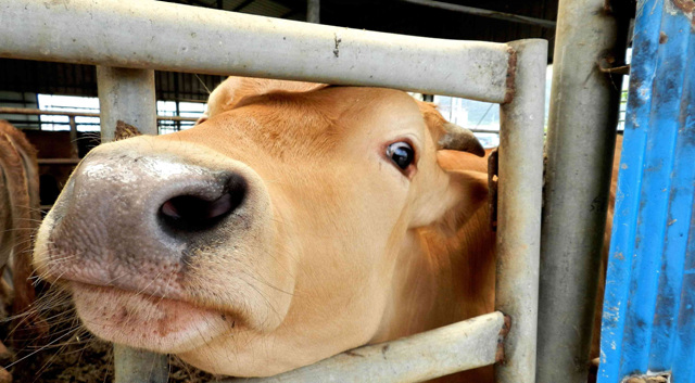 inbo_sg_cow_3_01.jpg