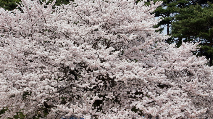 DSC01710.jpg